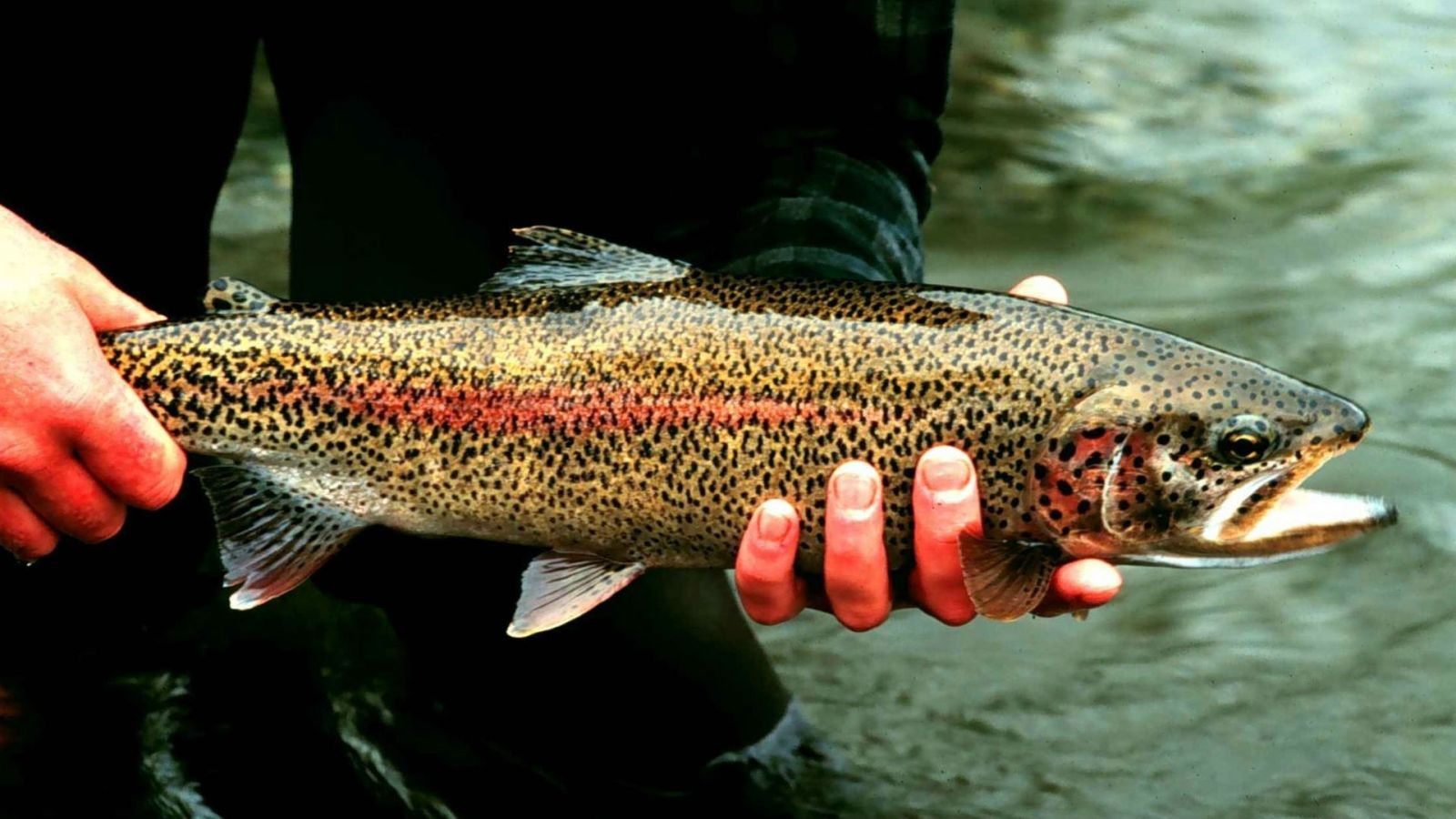 Eighty Thousand Rainbow Trout Escape